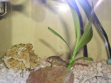 one of my fish